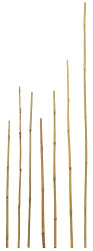 Bamboo stakes for landscaping