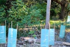 GEOmasta Plastic Sleeve Tree Guards