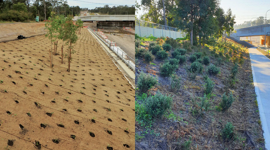 Schofields Road Tree Planting: 2 years on